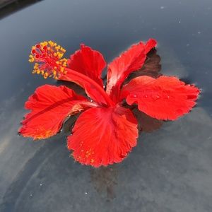 Meet your Posher, Harnika